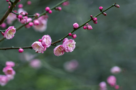 梅花