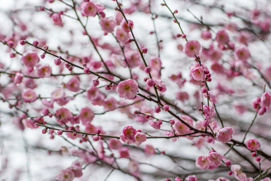 梅花树