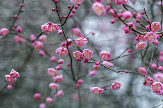 园林梅花