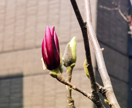 红色玉兰花高清特写