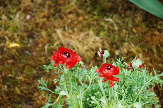 花毛茛