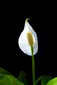 一帆风顺花