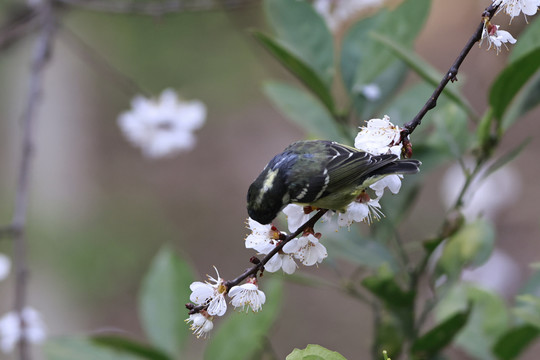 樱花与小鸟