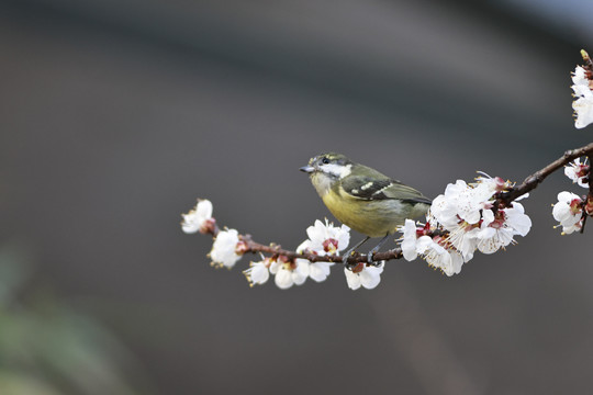 樱花与小鸟