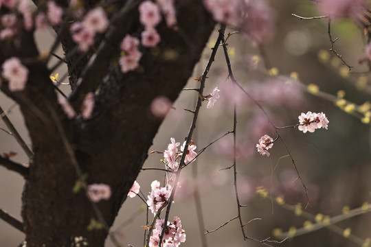 花鸟图