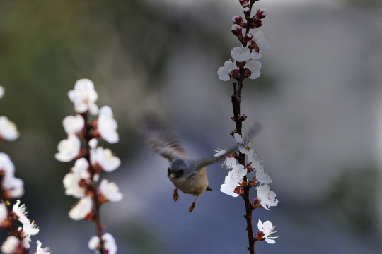 挑花