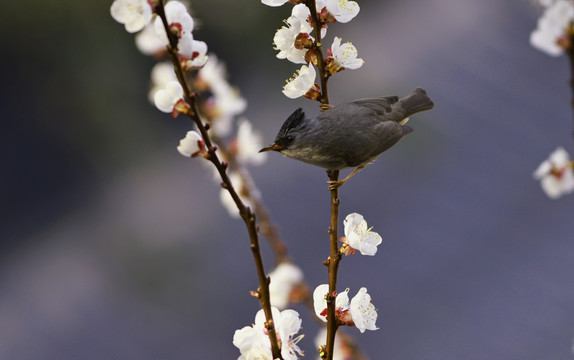 花鸟