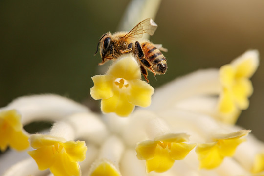 蜂恋花