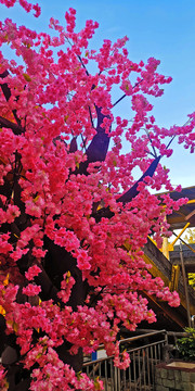 公园里的樱花树