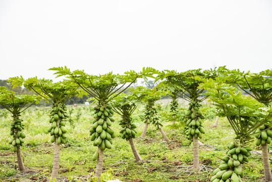 木瓜树