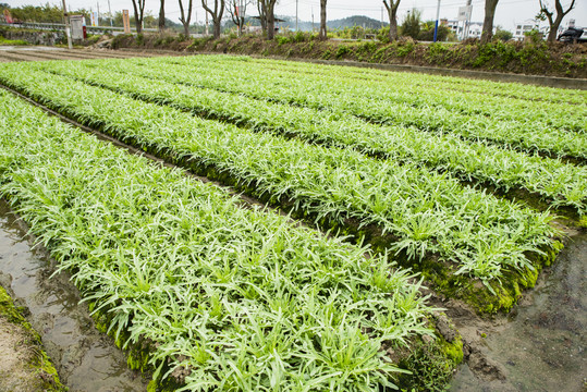 蔬菜种植