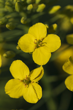 油菜花