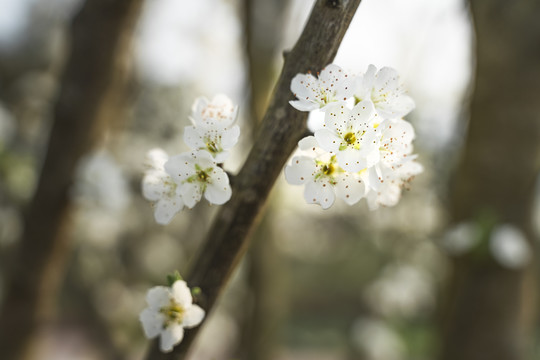 李子花