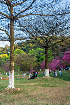 石門公園櫻花