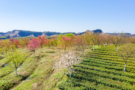 高椅岭樱花茶园