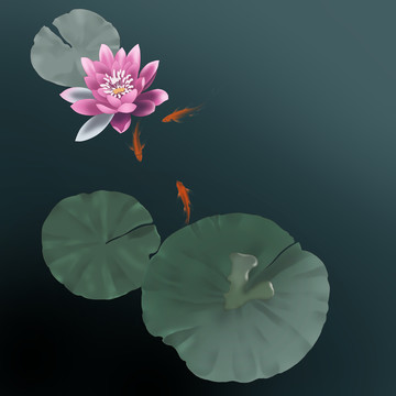 睡蓮