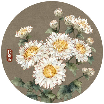 手繪工筆杭白菊