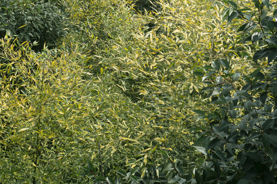 绿色植物素材背景