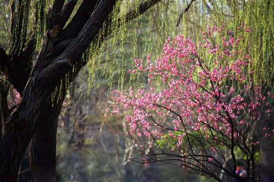 柳树桃花