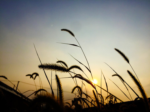 夕阳下的狗尾巴草