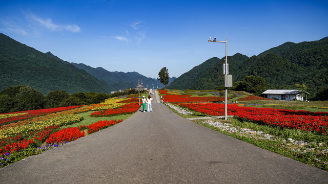 花海漫步