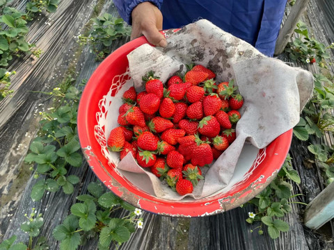 农田采摘新鲜草莓