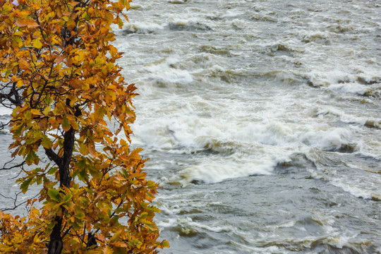 秋季黄叶树木流水河流
