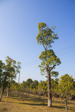 樟树