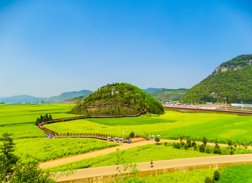 金鸡岭油菜花