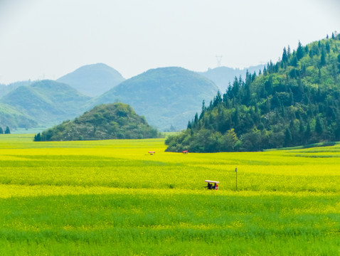 乡村油菜花