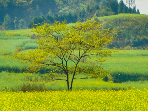 乡村油菜花