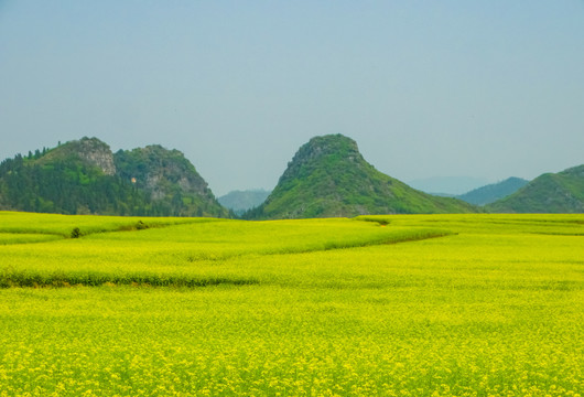 油菜花田