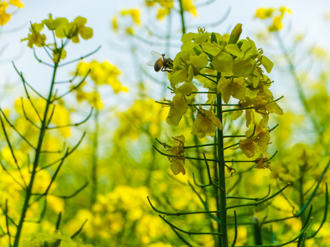 油菜花