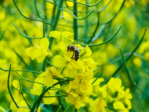 油菜花