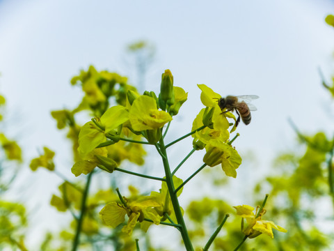 油菜花