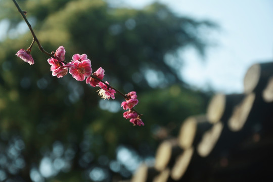 梅花盛开