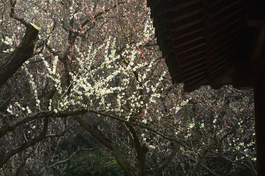 梅花树