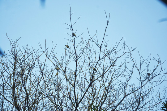 树枝上停驻小鸟