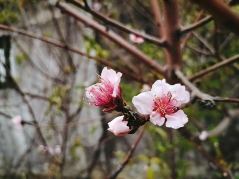 桃花盛开