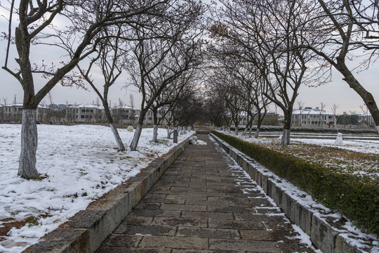 滇池湿地雪景