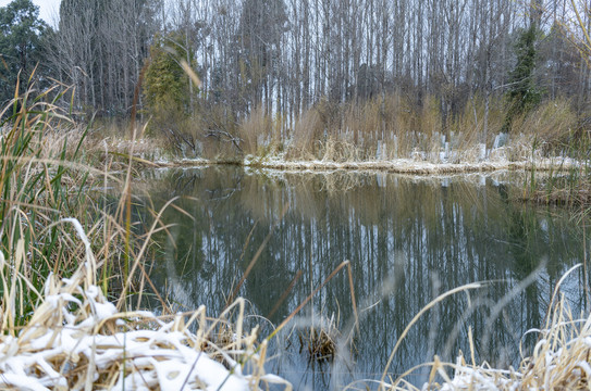 滇池湿地雪景