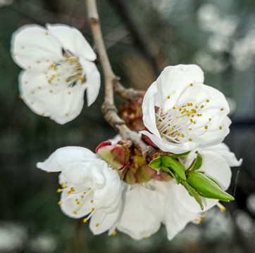 樱花高清特写