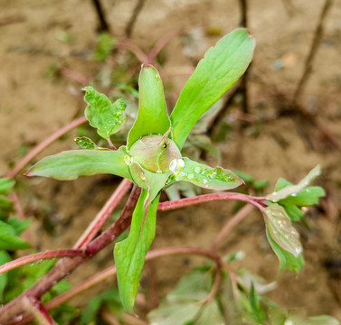 雏菊特写