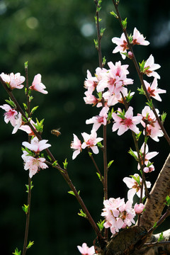 桃花枝