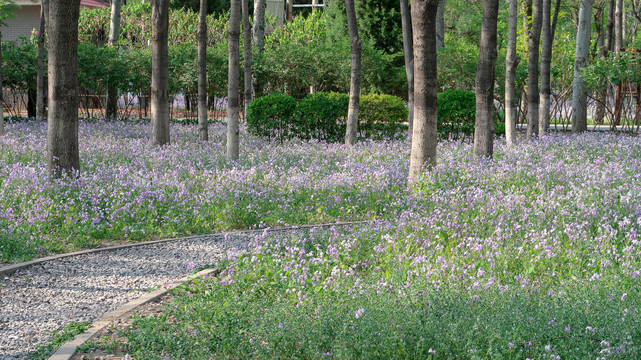 北京春天公园二月兰满地鲜花