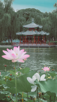北京陶然亭公园夏日公园风光