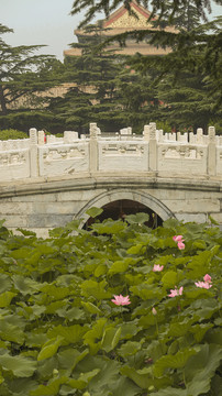 明清皇家古代建筑北京太庙荷花