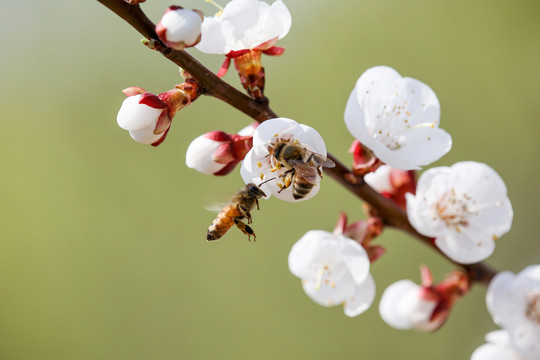 蜂恋花