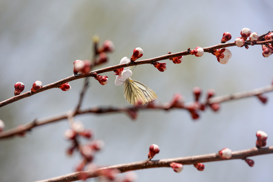 蝶恋花