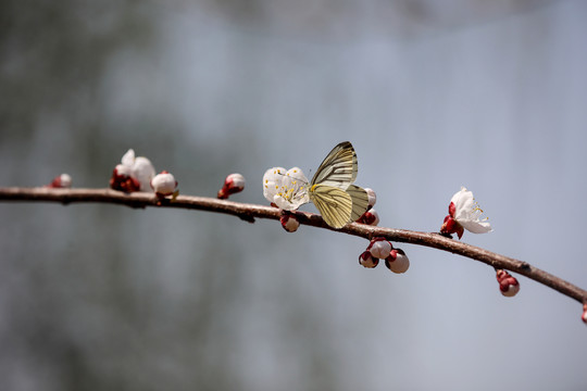 蝶恋花